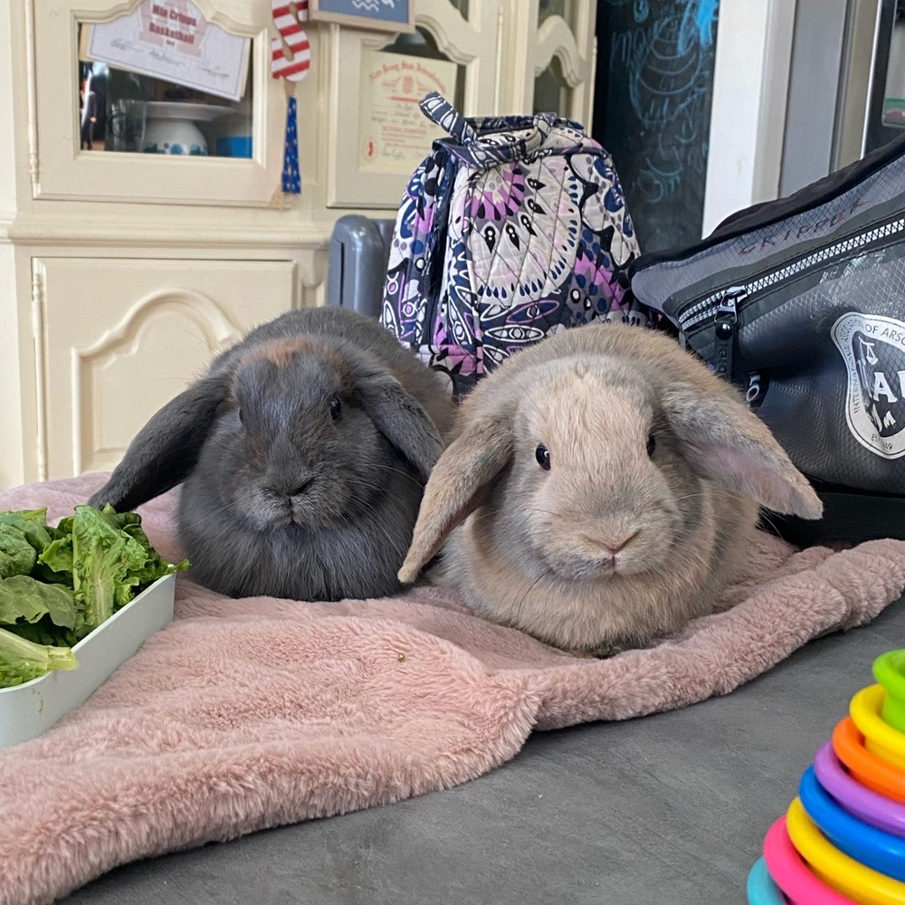 Meet your Posher, Mia